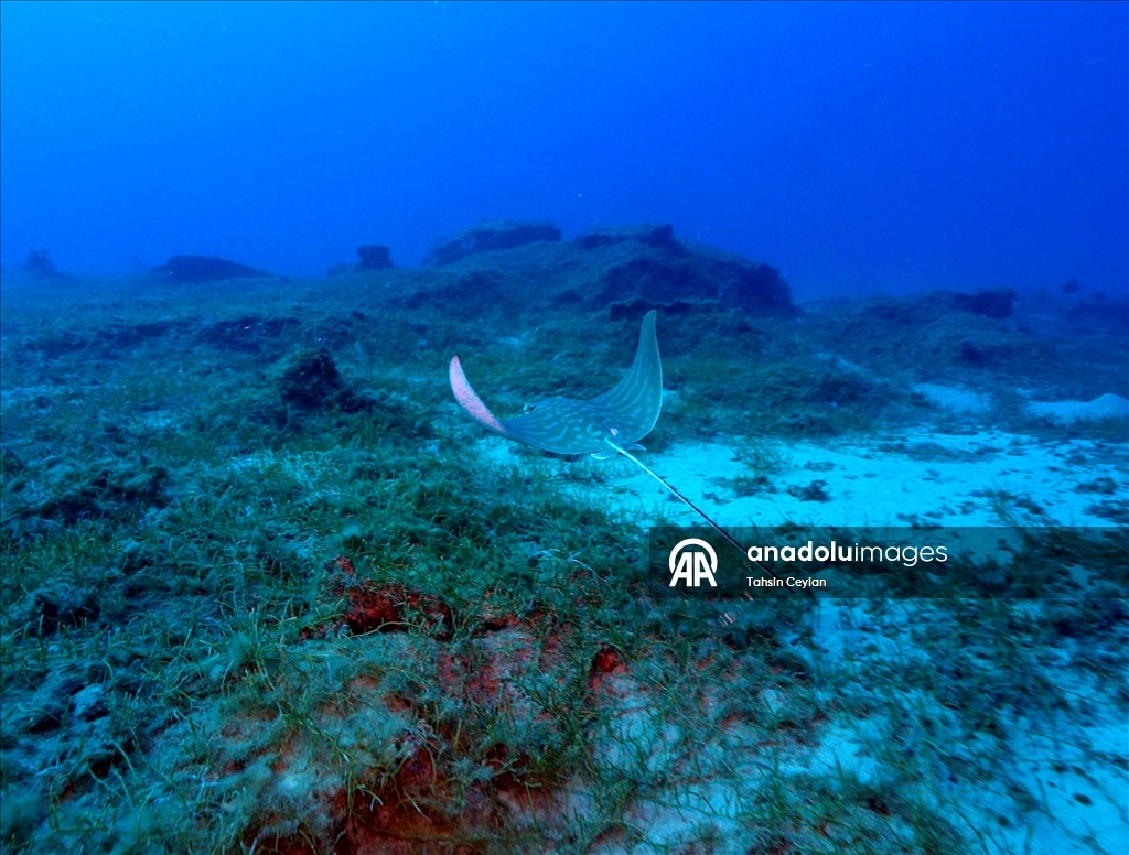 Отечественный подводный скутер