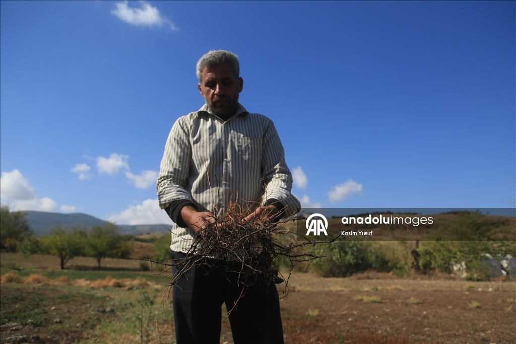 جفاف نهر العاصي يفاقم معاناة المزارعين بإدلب السورية