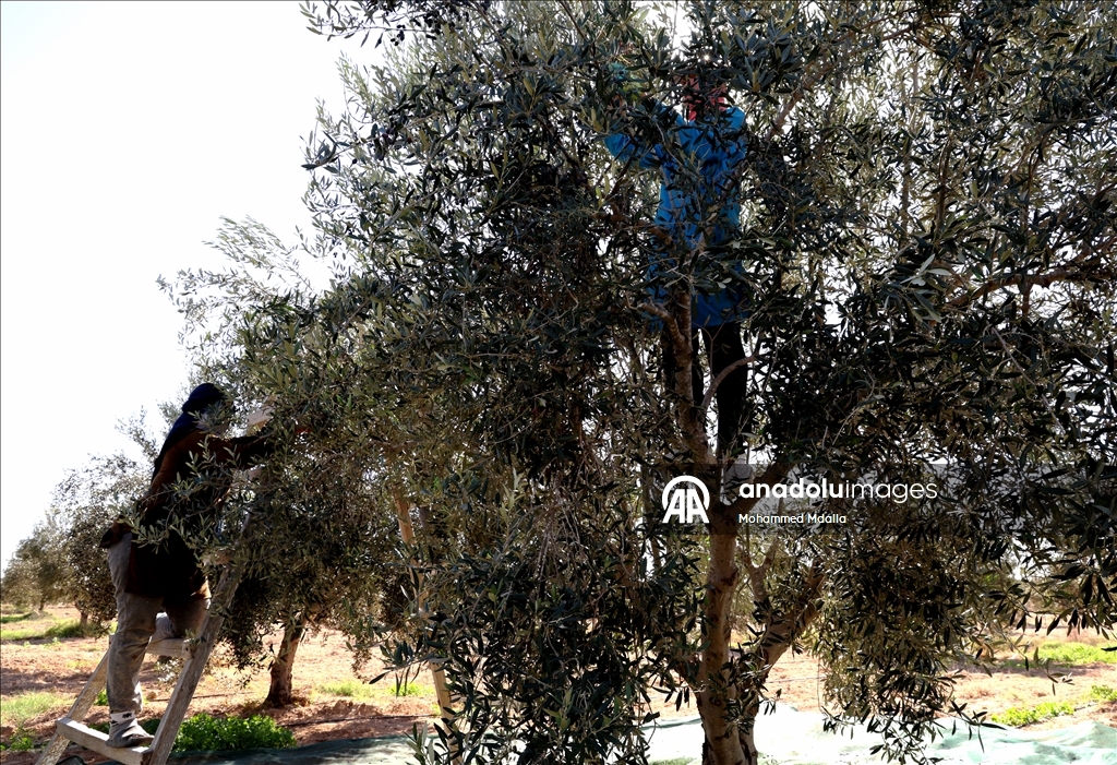 أرض الزيتون بتونس.. صفاقس تجني محصولها وتفاؤل بموسم وفير