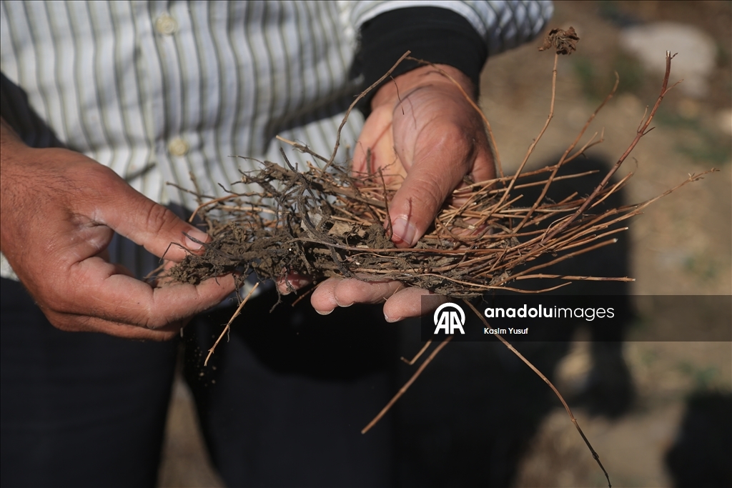 جفاف نهر العاصي يفاقم معاناة المزارعين بإدلب السورية