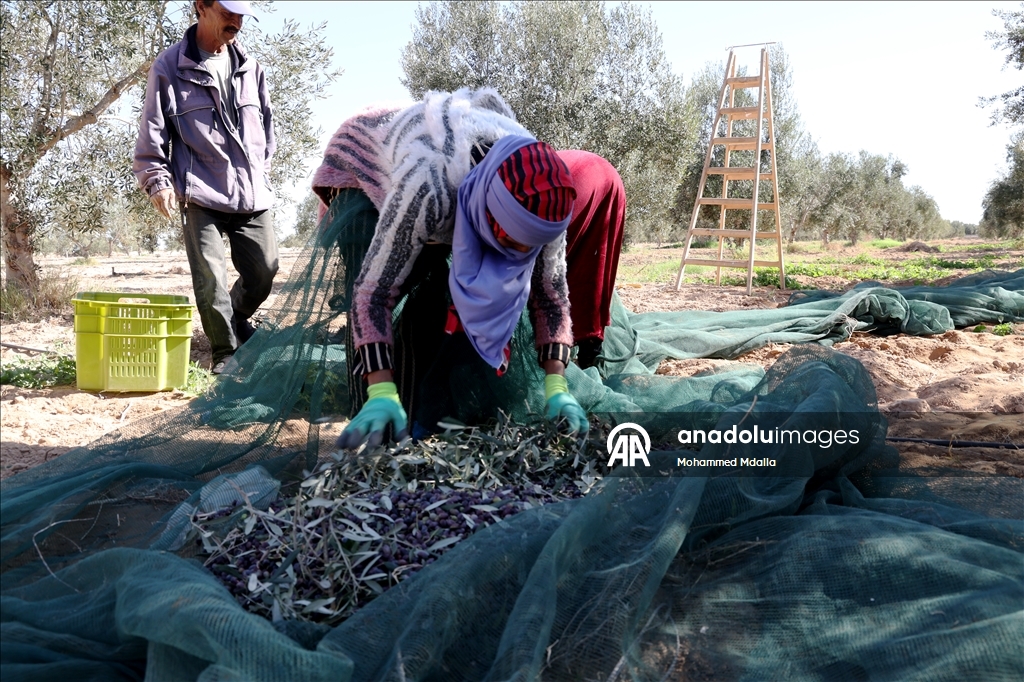 أرض الزيتون بتونس.. صفاقس تجني محصولها وتفاؤل بموسم وفير