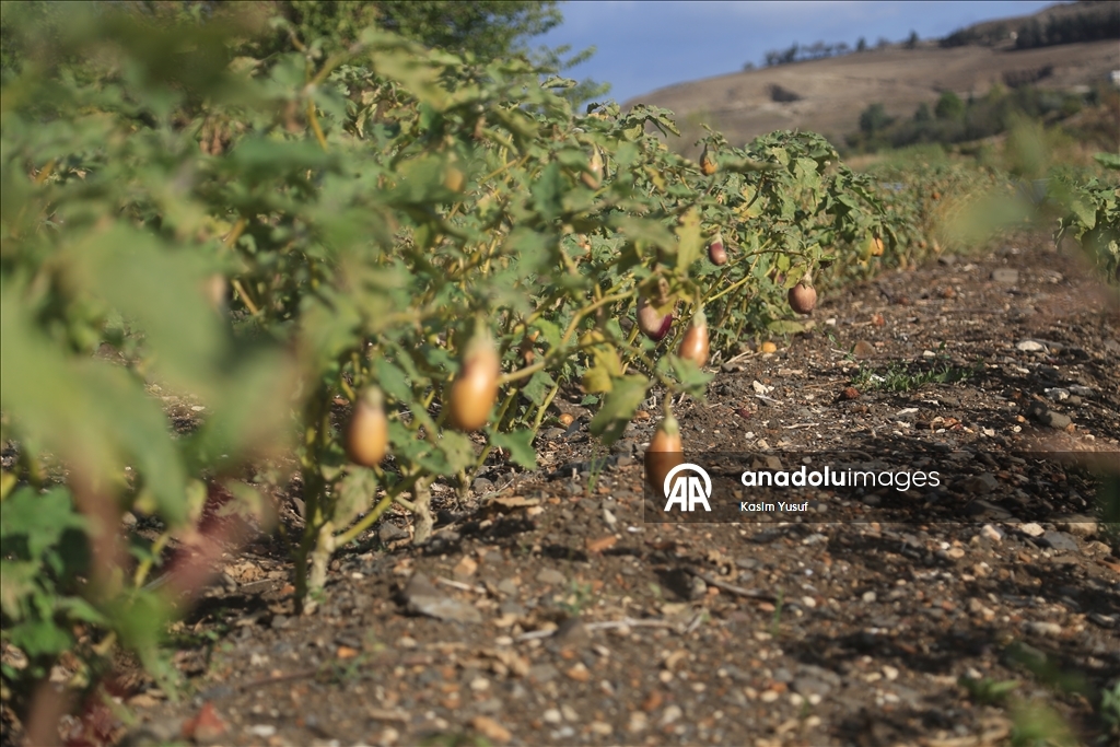 جفاف نهر العاصي يفاقم معاناة المزارعين بإدلب السورية
