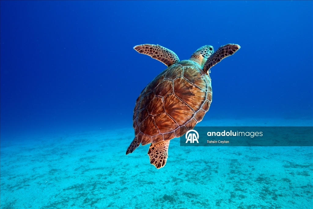 Отечественный подводный скутер