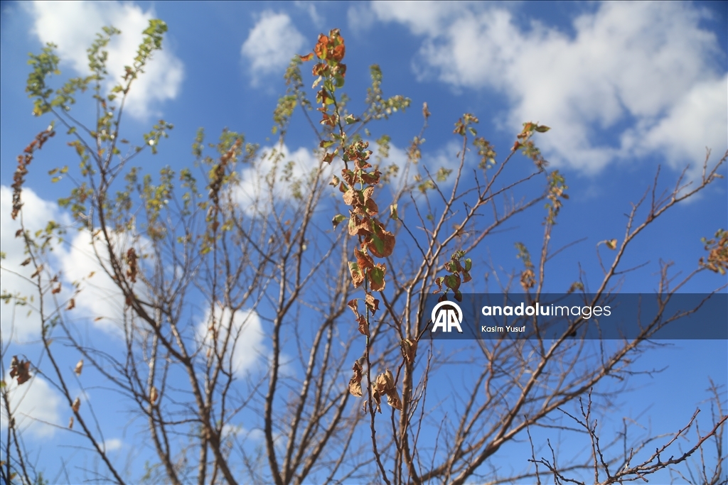 جفاف نهر العاصي يفاقم معاناة المزارعين بإدلب السورية