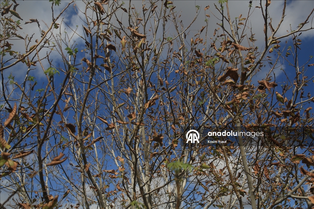 جفاف نهر العاصي يفاقم معاناة المزارعين بإدلب السورية