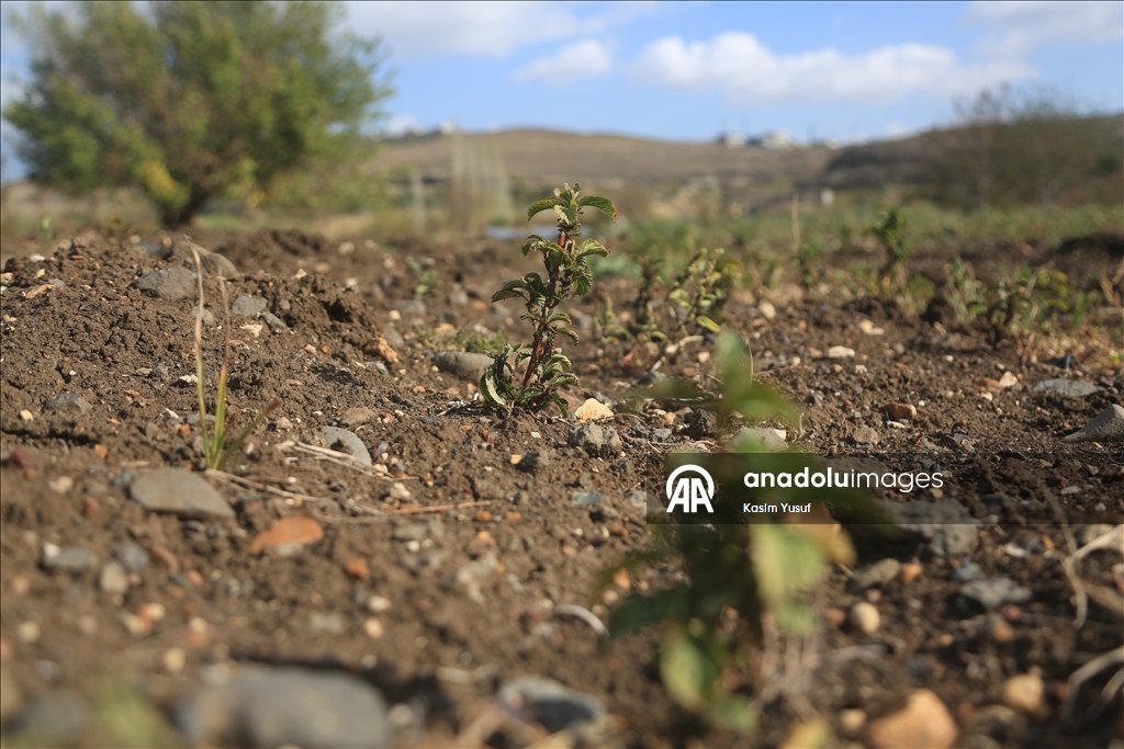 جفاف نهر العاصي يفاقم معاناة المزارعين بإدلب السورية