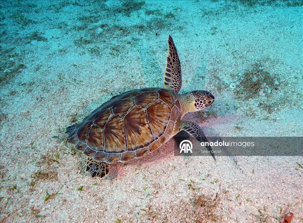 Отечественный подводный скутер