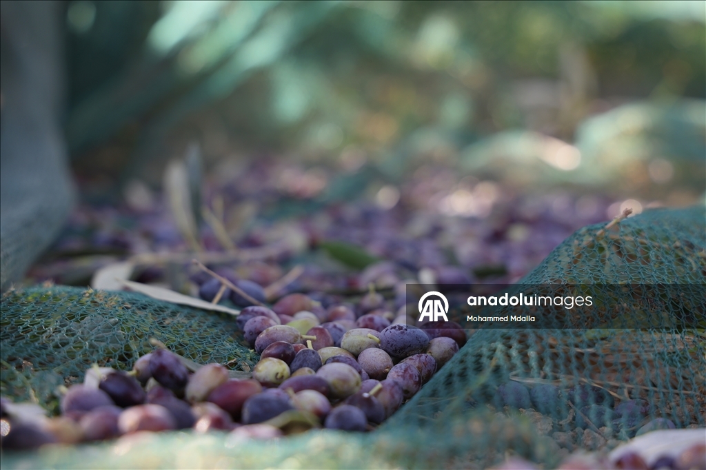 أرض الزيتون بتونس.. صفاقس تجني محصولها وتفاؤل بموسم وفير