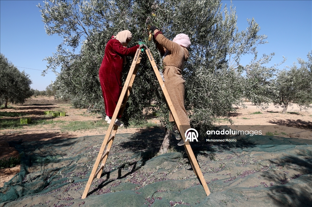 أرض الزيتون بتونس.. صفاقس تجني محصولها وتفاؤل بموسم وفير