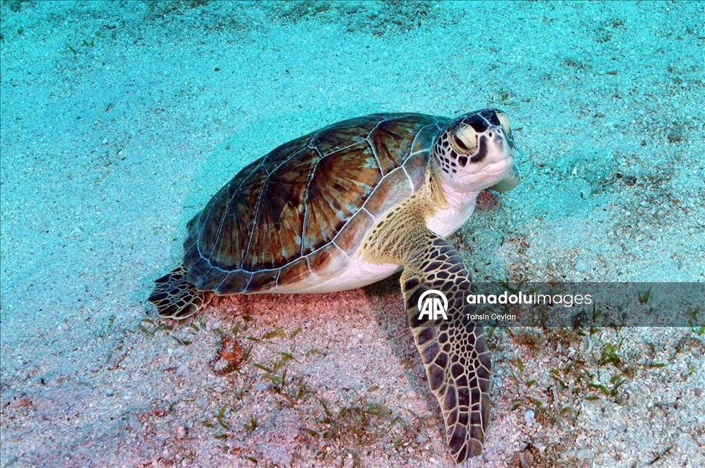 Отечественный подводный скутер