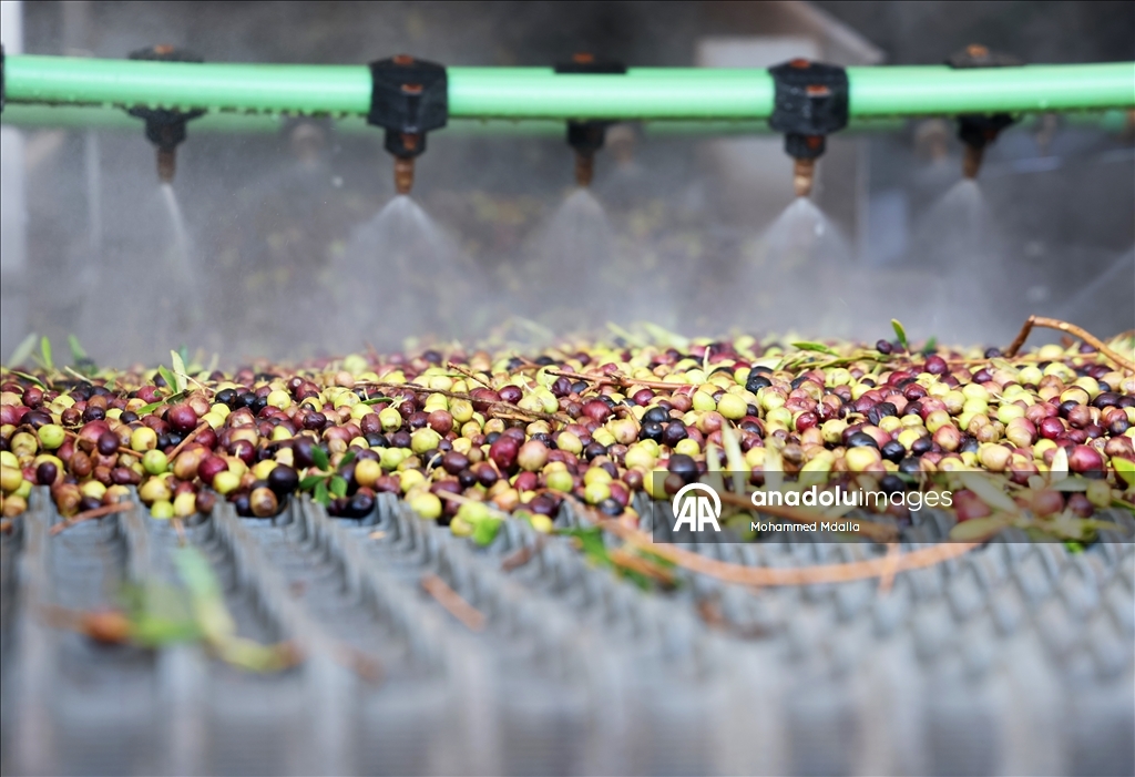 أرض الزيتون بتونس.. صفاقس تجني محصولها وتفاؤل بموسم وفير