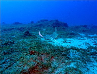 Отечественный подводный скутер