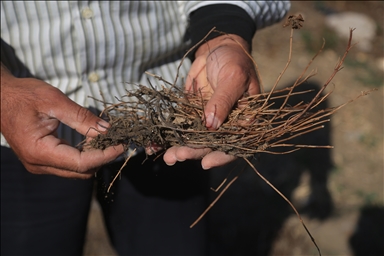 جفاف نهر العاصي يفاقم معاناة المزارعين بإدلب السورية
