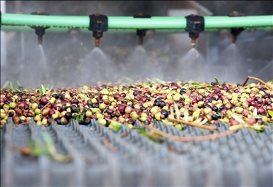 أرض الزيتون بتونس.. صفاقس تجني محصولها وتفاؤل بموسم وفير