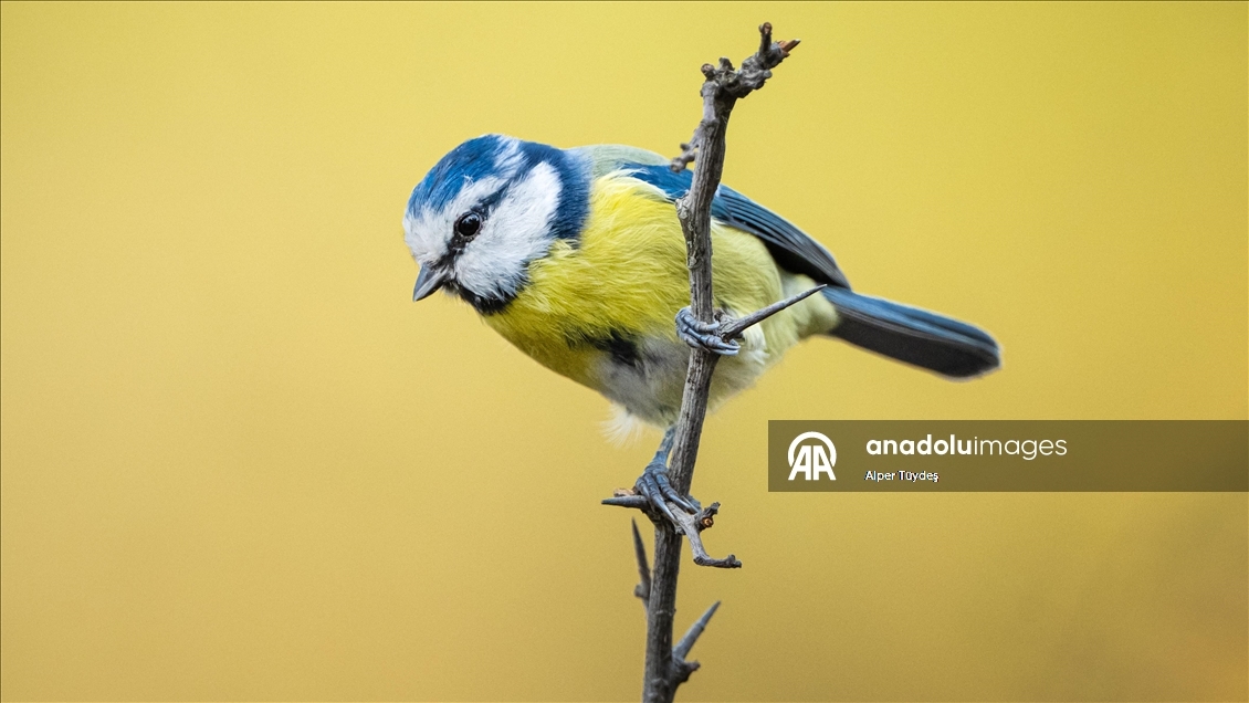 Karacabey Longoz Ormanı, Göçmen Kuşların Uğrak Noktası Oldu