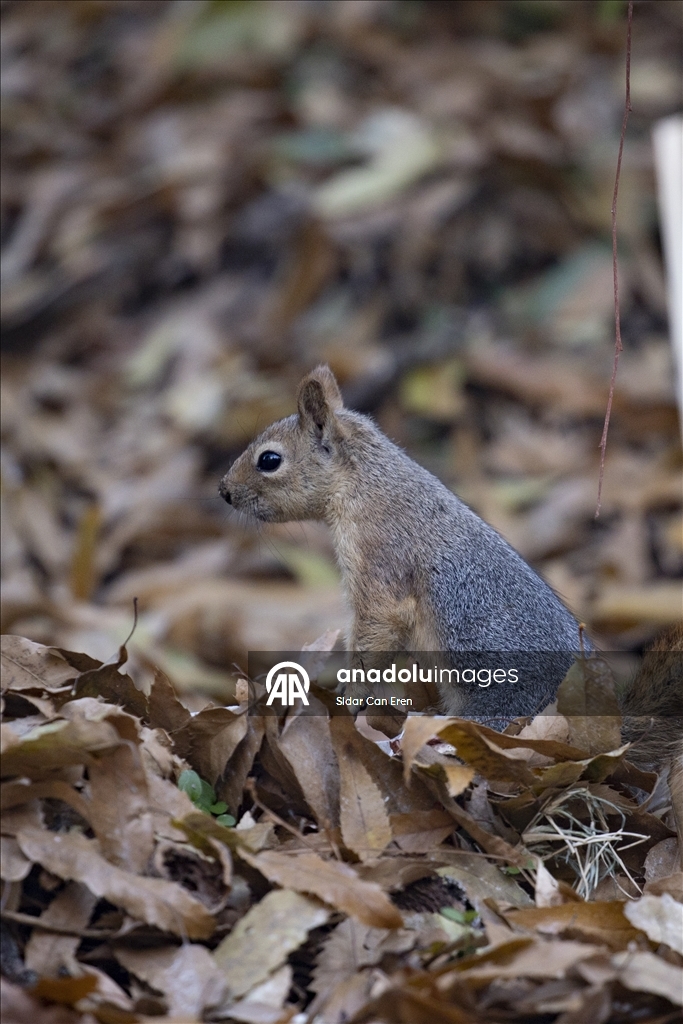 Лес Салордек привлекает любителей осенних пейзажей