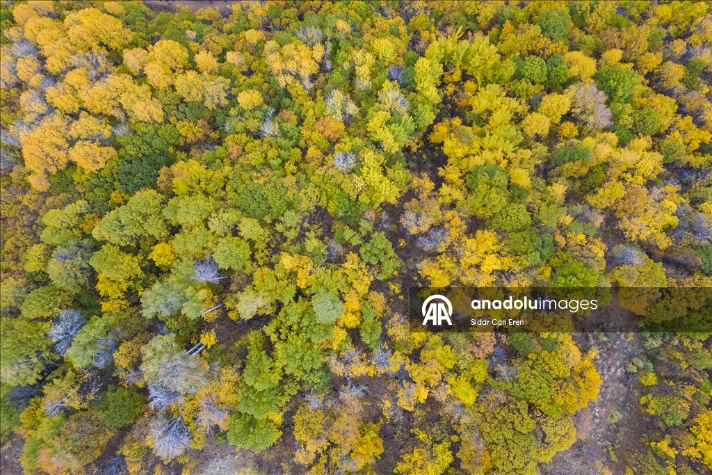 Лес Салордек привлекает любителей осенних пейзажей