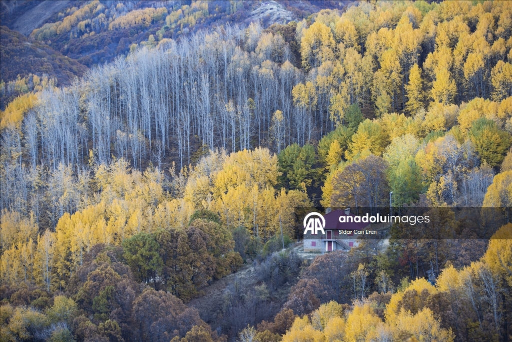 Лес Салордек привлекает любителей осенних пейзажей