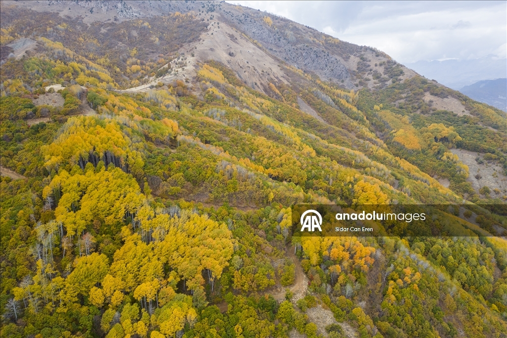 Лес Салордек привлекает любителей осенних пейзажей