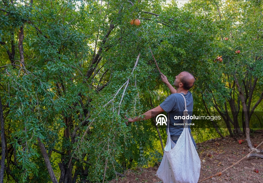 Jinên Diyarbekirî dest bi çêkirina tirşê hinaran kirin