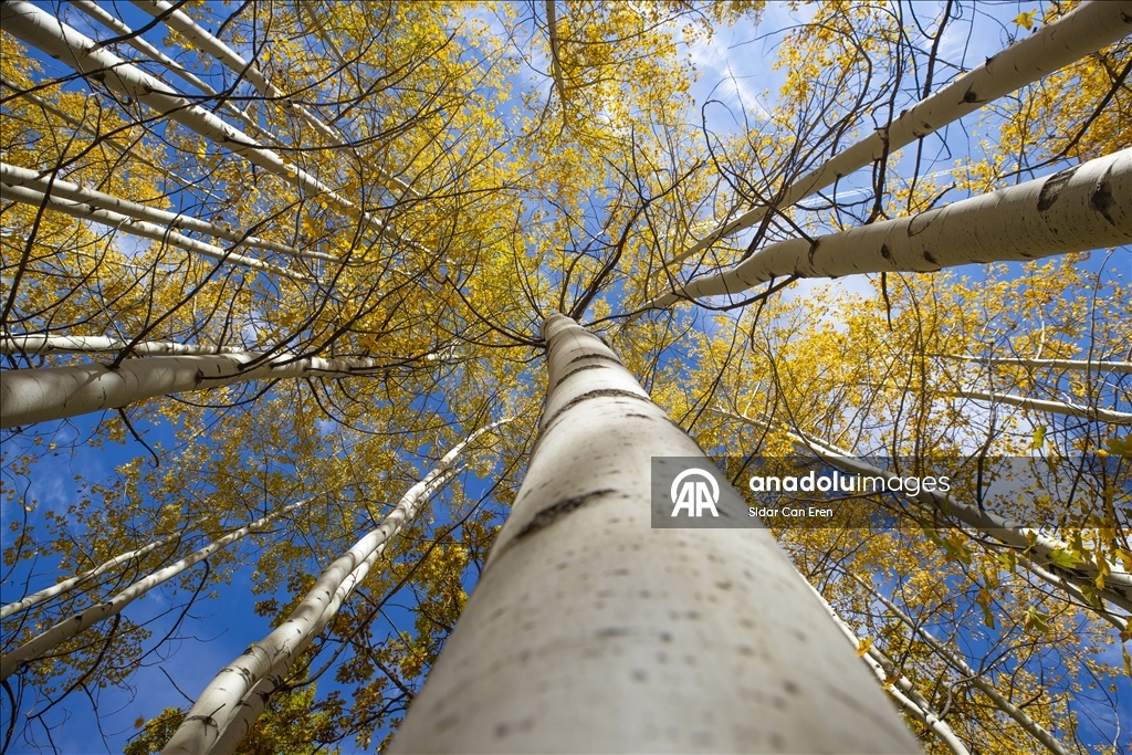 Лес Салордек привлекает любителей осенних пейзажей