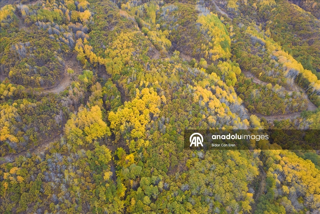 Лес Салордек привлекает любителей осенних пейзажей