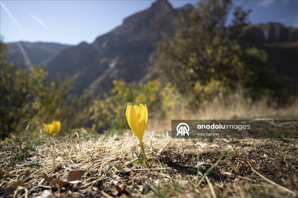 Лес Салордек привлекает любителей осенних пейзажей