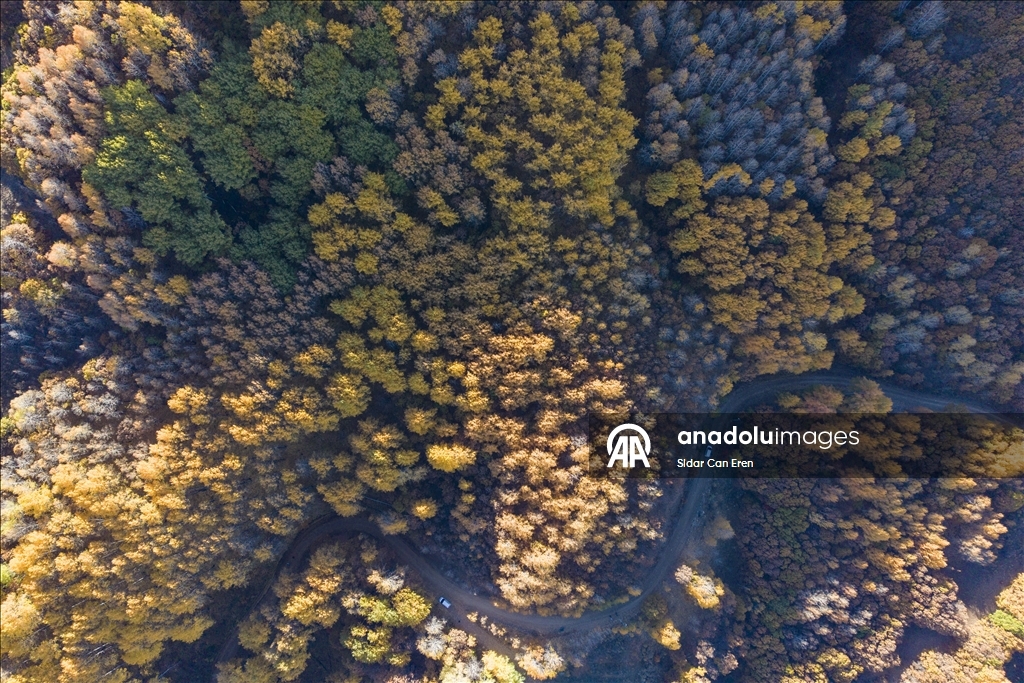 Лес Салордек привлекает любителей осенних пейзажей