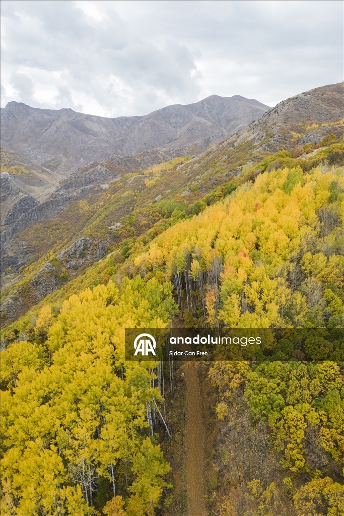 Лес Салордек привлекает любителей осенних пейзажей