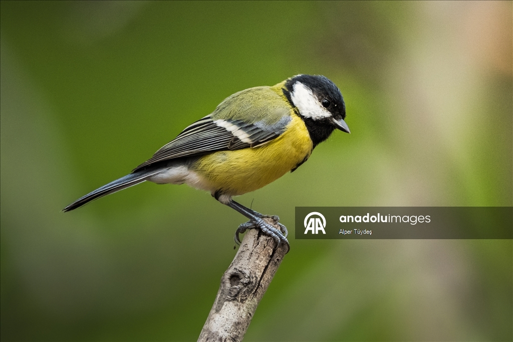 Karacabey Longoz Ormanı, Göçmen Kuşların Uğrak Noktası Oldu