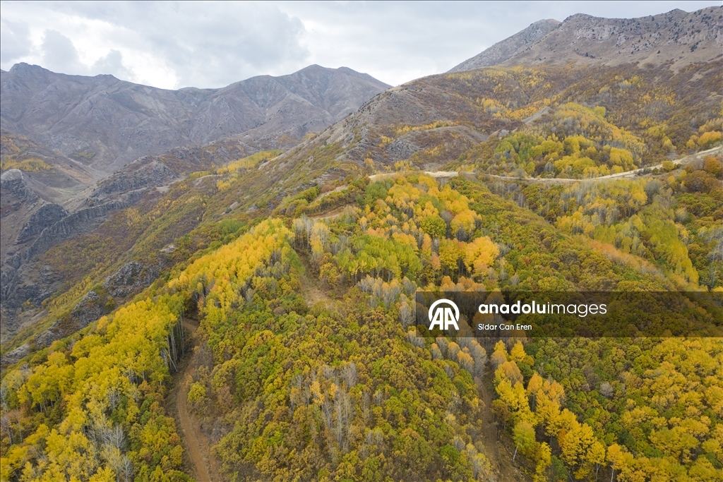 Лес Салордек привлекает любителей осенних пейзажей