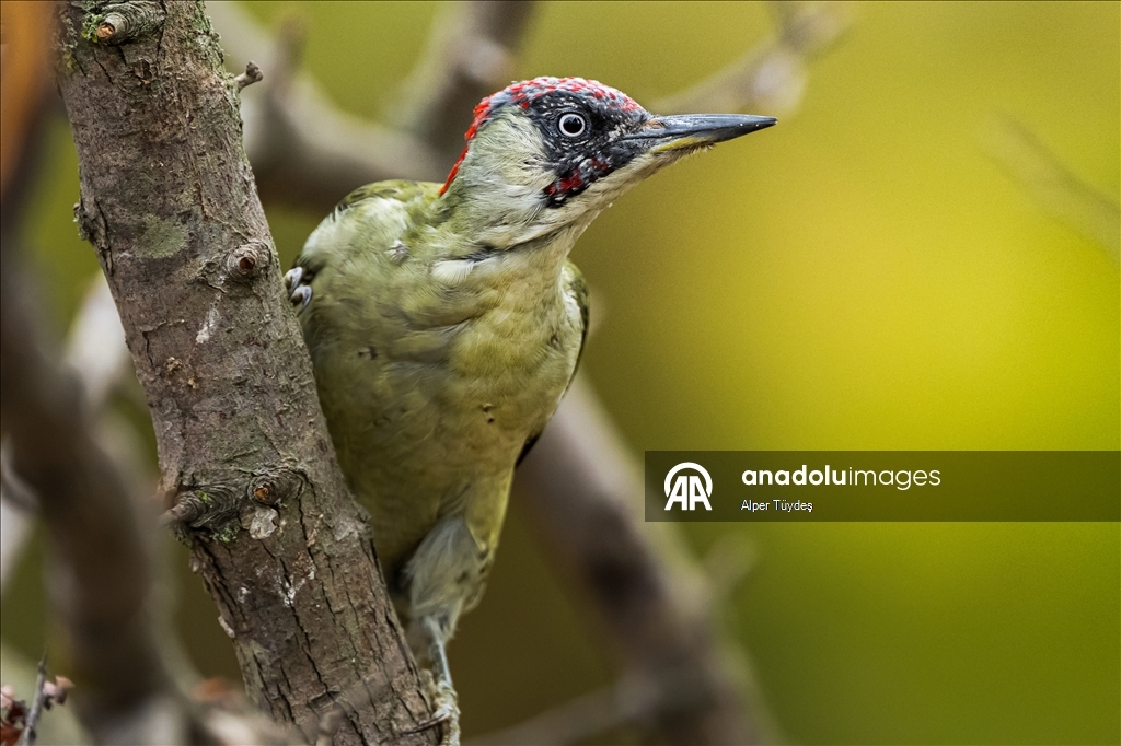 Karacabey Longoz Ormanı, Göçmen Kuşların Uğrak Noktası Oldu