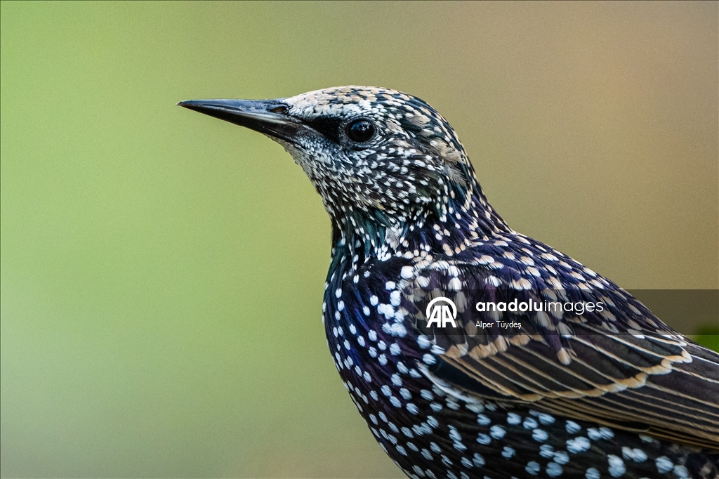 Karacabey Longoz Ormanı, Göçmen Kuşların Uğrak Noktası Oldu