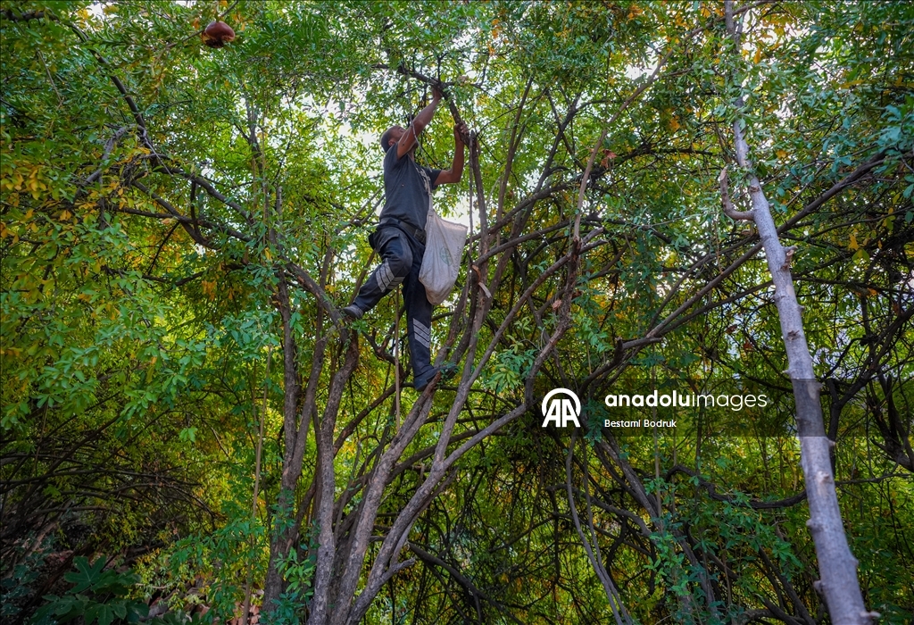 Jinên Diyarbekirî dest bi çêkirina tirşê hinaran kirin