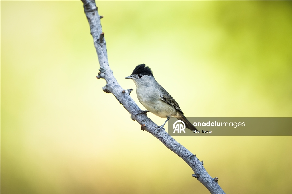 Karacabey Longoz Ormanı, Göçmen Kuşların Uğrak Noktası Oldu