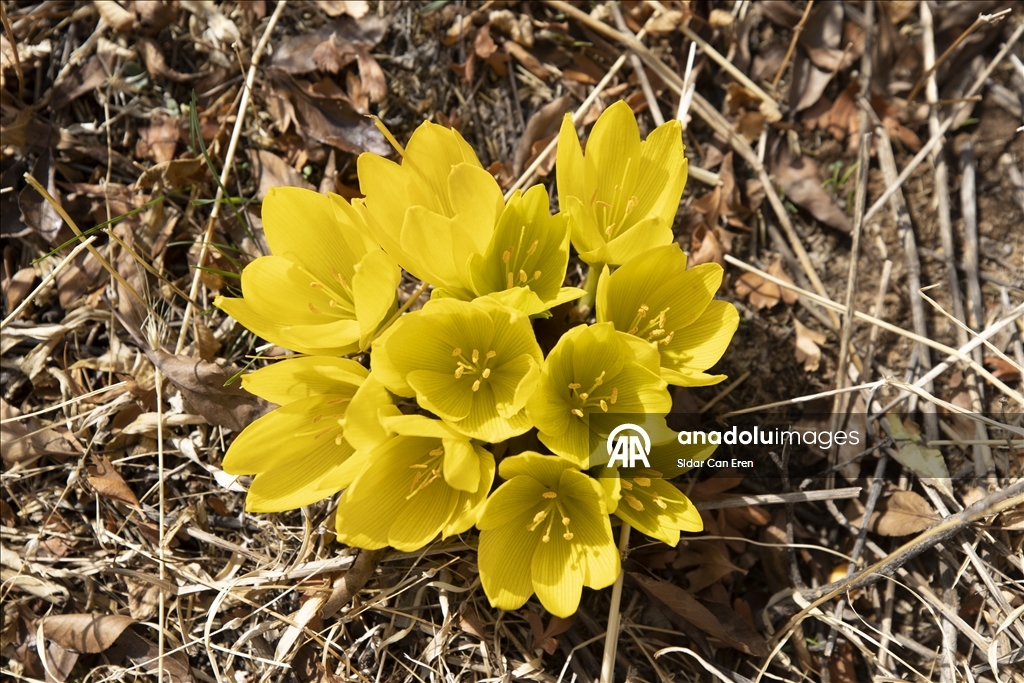 Лес Салордек привлекает любителей осенних пейзажей