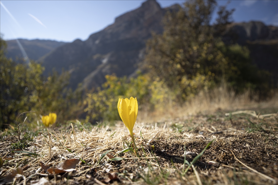Лес Салордек привлекает любителей осенних пейзажей