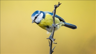 Karacabey Longoz Ormanı, Göçmen Kuşların Uğrak Noktası Oldu