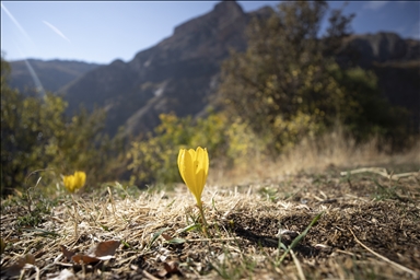 Лес Салордек привлекает любителей осенних пейзажей