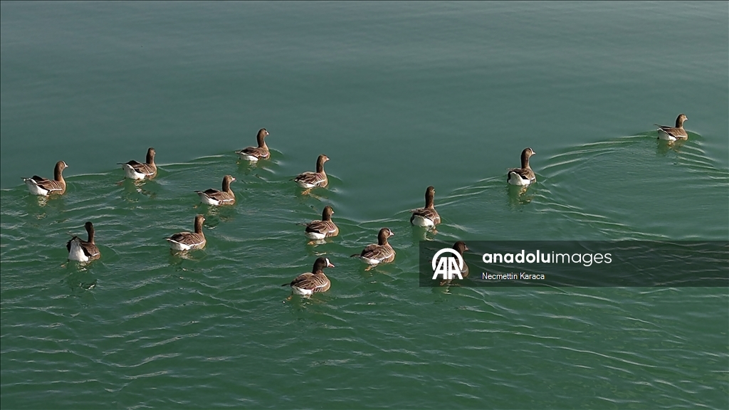 Bihuşta çivîkan Gola Erçekê, mazûvaniya betan dike