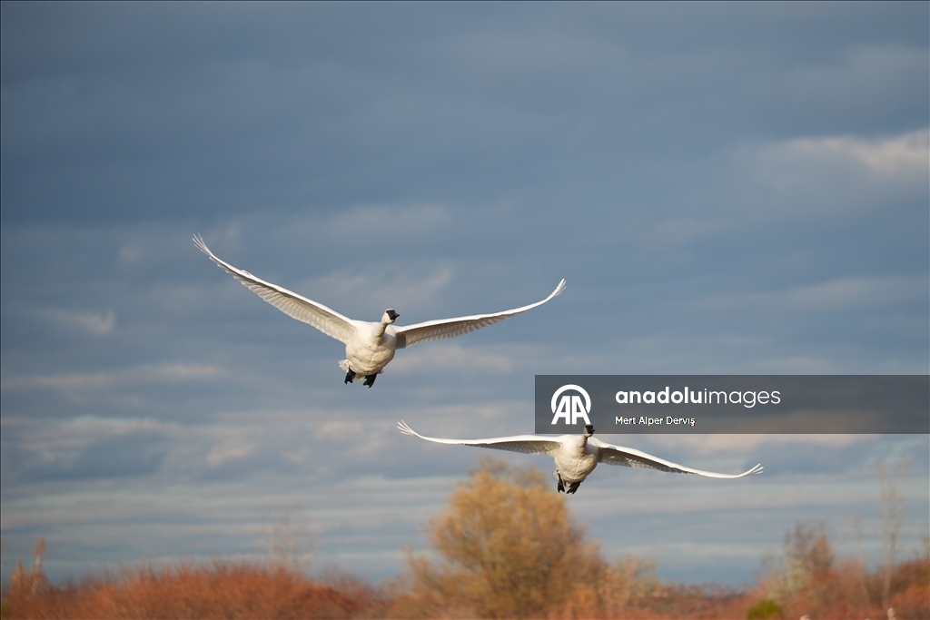 Kanada'nın Tommy Thompson Parkı’ndaki trompet kuğuları