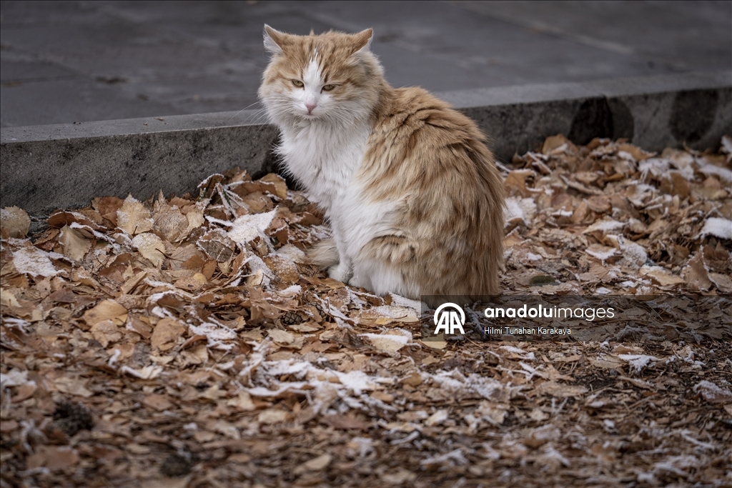 Erzurum'da soğuk hava