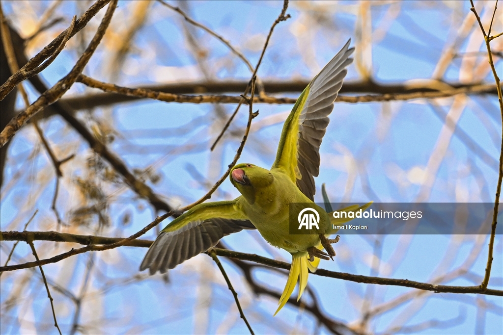 Тропические птицы Анкары — «Зеленые попугаи»