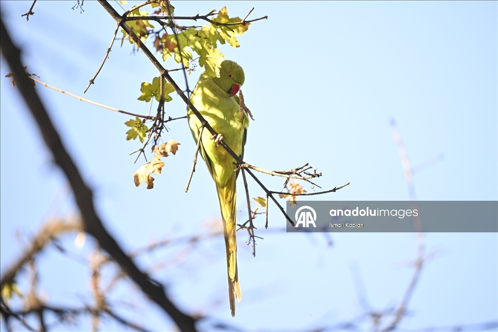 Тропические птицы Анкары — «Зеленые попугаи»