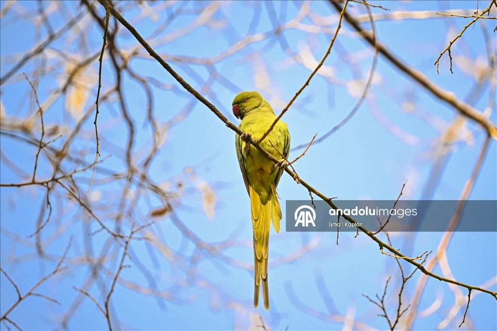 Тропические птицы Анкары — «Зеленые попугаи»