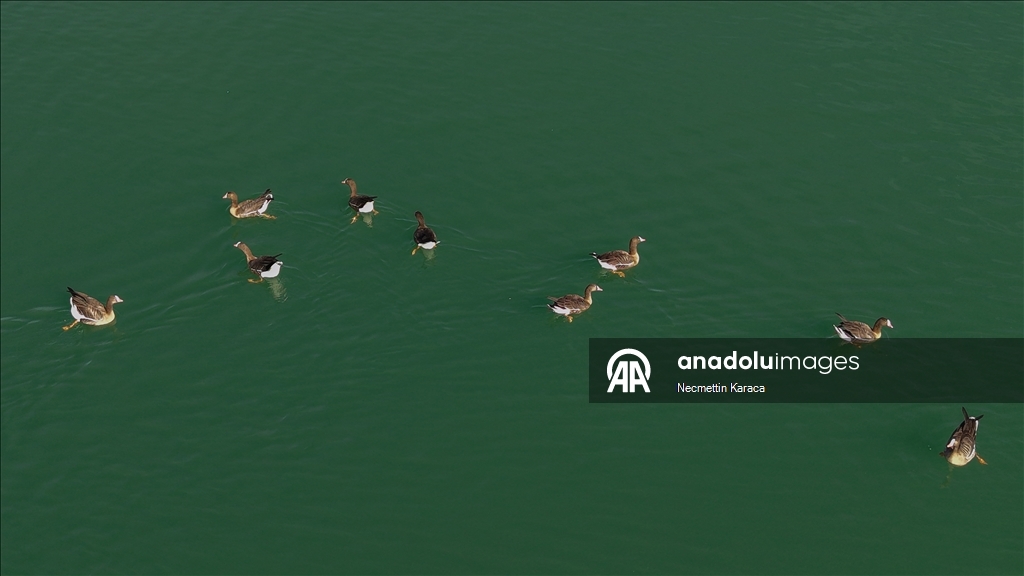 Bihuşta çivîkan Gola Erçekê, mazûvaniya betan dike