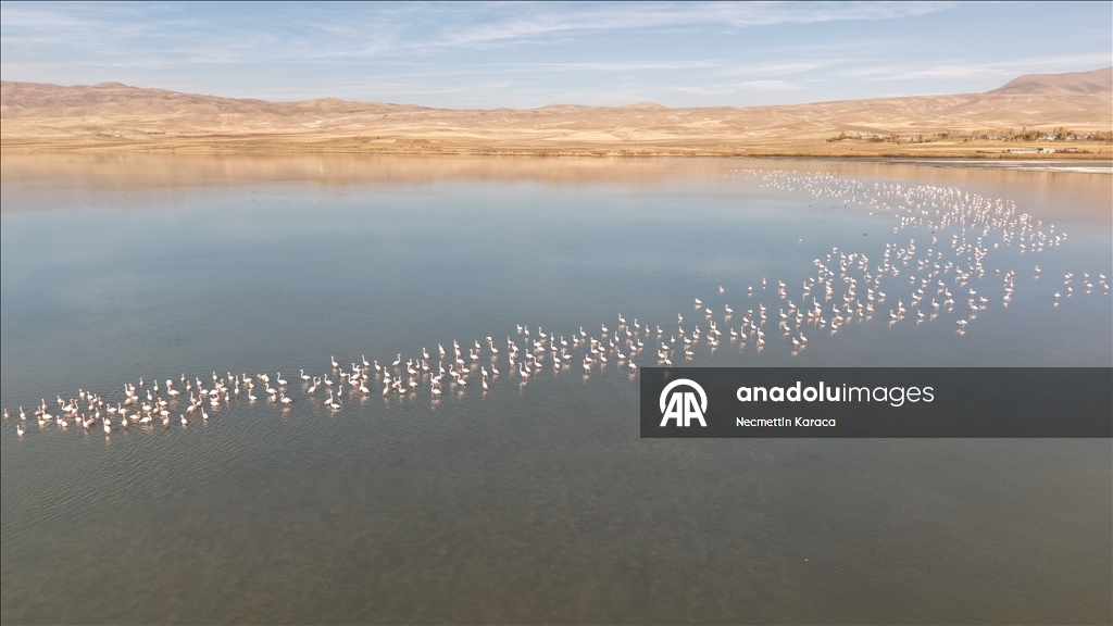 Kuş cenneti Erçek Gölü yaban kazlarına ev sahipliği yapıyor