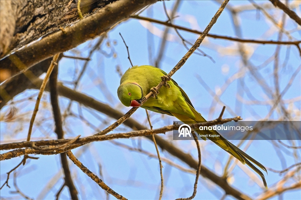 Тропические птицы Анкары — «Зеленые попугаи»