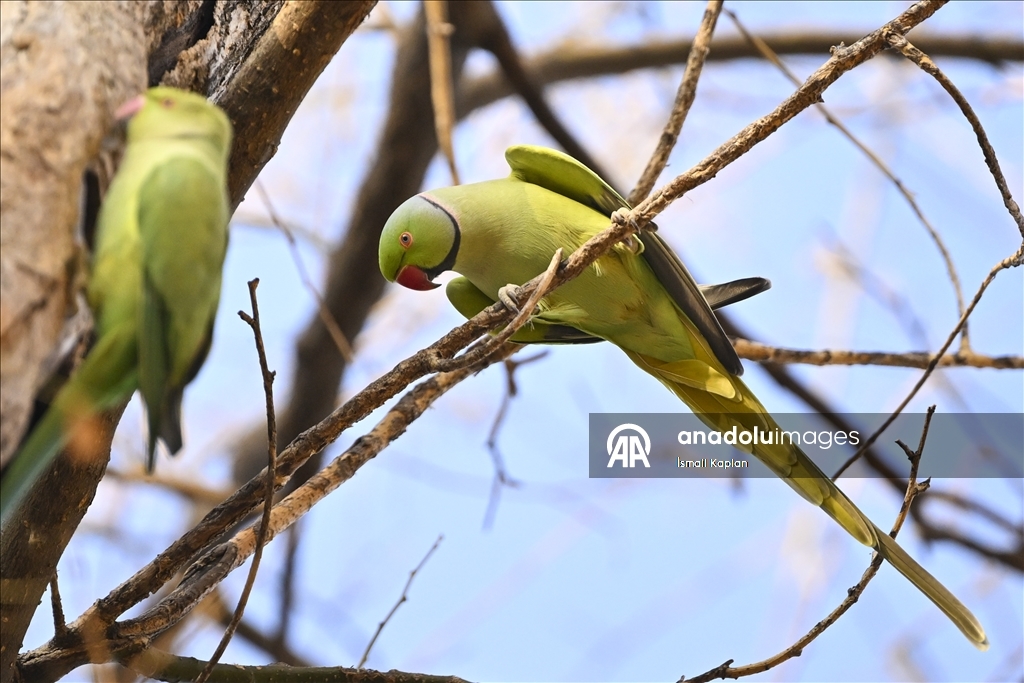 Тропические птицы Анкары — «Зеленые попугаи»