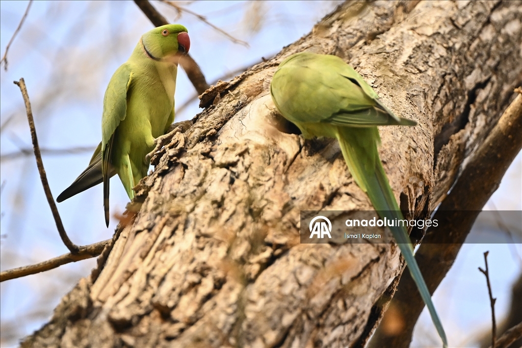 Тропические птицы Анкары — «Зеленые попугаи»